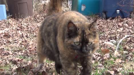 gato con pelaje oscuro camina sobre hojas hacia la cámara en el patio