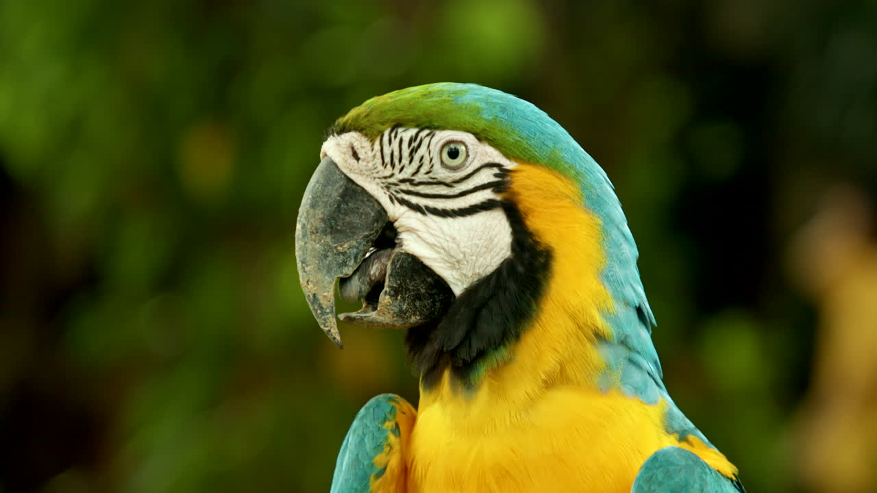 Close Up Head Shot of Blue and Yellow Macaw Parrot Scratching Its Head