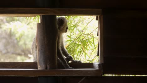 Vervet-monkey-sits-on-wooden-shelf-then-jumps-away,-alert