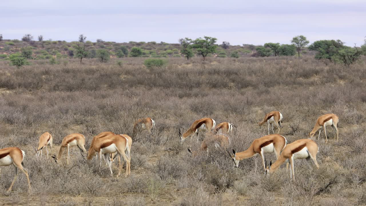 A herd of feeding springbok antelopes (Antidorcas marsupialis), Kalahari desert, South Africa