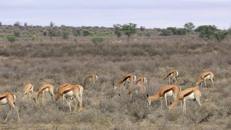a herd of feeding springbok antelopes (antidorcas marsupialis), kalahari desert, south africa