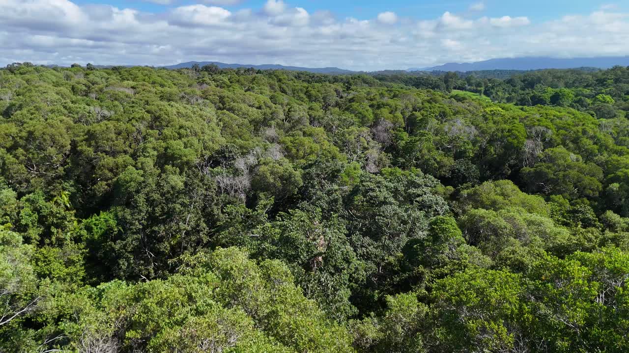 Drone footage captures lush rainforest canopy in Port Douglas, Australia, under bright daylight, showcasing expansive greenery and serene natural beauty