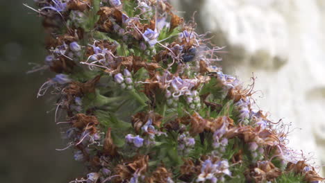 voler sur une plante au ralenti