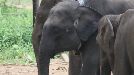 Group-of-elephants-standing-together-eating-in-a-nature-preserve