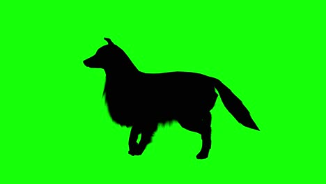 silhouette of a sheepdog walking, on green screen, side view. animal silhouettes seamless loop 3d animation.