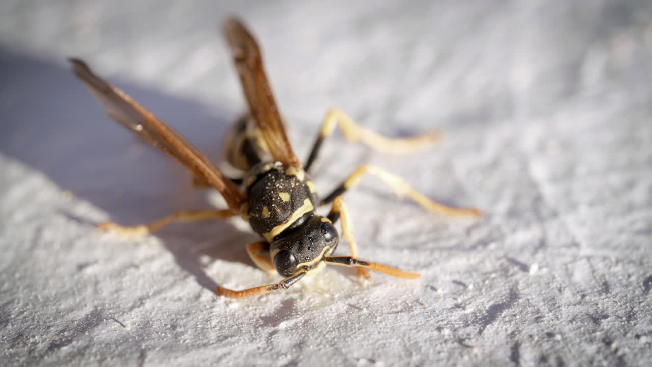 극단적인 흰색 배경에 죽어가는 말 벌의 최대 닫습니다