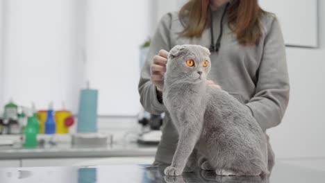 cat is waiting for a doctor in vet clinic