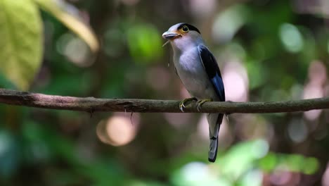 Perched-on-a-vine-with-a-dragonfly-in-its-mouth-swinging-a-little-and-ready-to-deliver-food,-Silver-breasted-Broadbill,-Serilophus-lunatus,-Kaeng-Krachan-national-Park,-Thailand