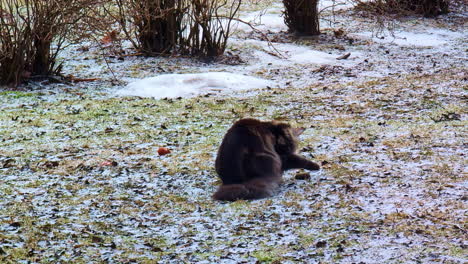 Eine-Katze-Mit-Dickem-Winterfell-Spielt-Mit-Einer-Halb-Bewusstlosen-Maus-In-Einem-Frostigen-Garten