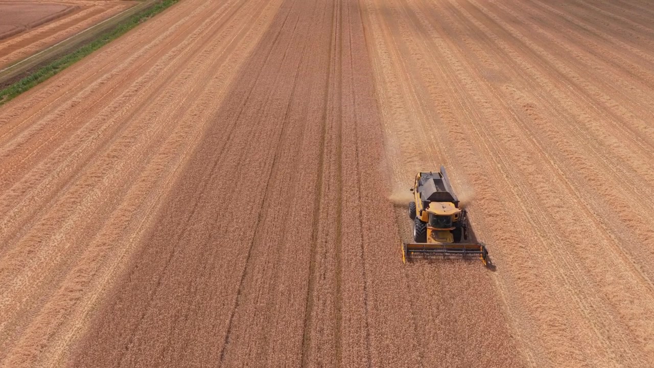 Mietitrebbia al lavoro in un campo di grano durante la mietitura