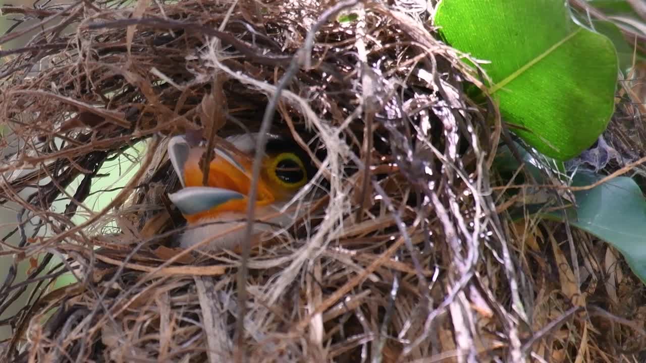 el pico ancho de pecho plateado es un ave famosa en tailandia, tanto local como internacional