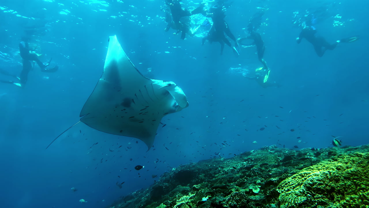 Wild manta ray swimming over coral reef with snorkelers at surface
