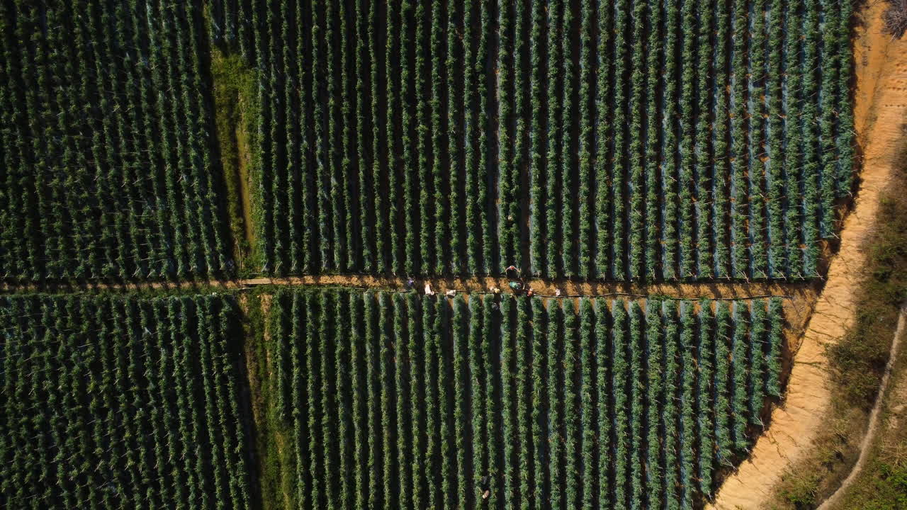 aérea de arriba hacia abajo, filas de plantas de tomate que crecen en el campo agrícola