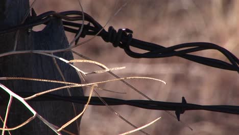 extremecloseup of barbed wire attached to a post