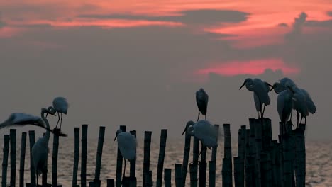 The-Great-Egret,-also-known-as-the-Common-Egret-or-the-Large-Egret