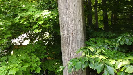 moth caterpillars moving on the bark of an oak tree