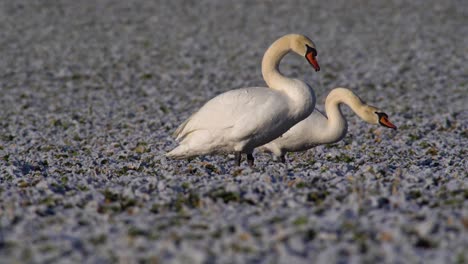 one of two mute swans chased away by the third one appearing suddenly