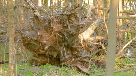 a hungry pileated woodpecker inspects an uprooted tree for insects.