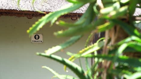 letrero de baño masculino a través de plantas suculentas verdes en la pared panorámica de izquierda a derecha