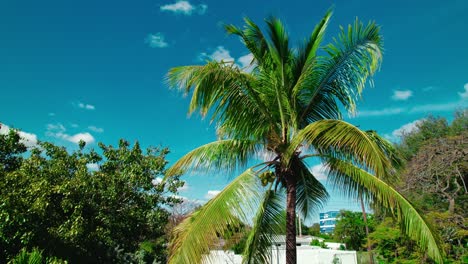 lush coconut palm standing proud against the blue miami sky