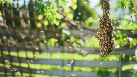 Kleiner-Wilder-Bienenschwarm-Auf-Einem-Ast