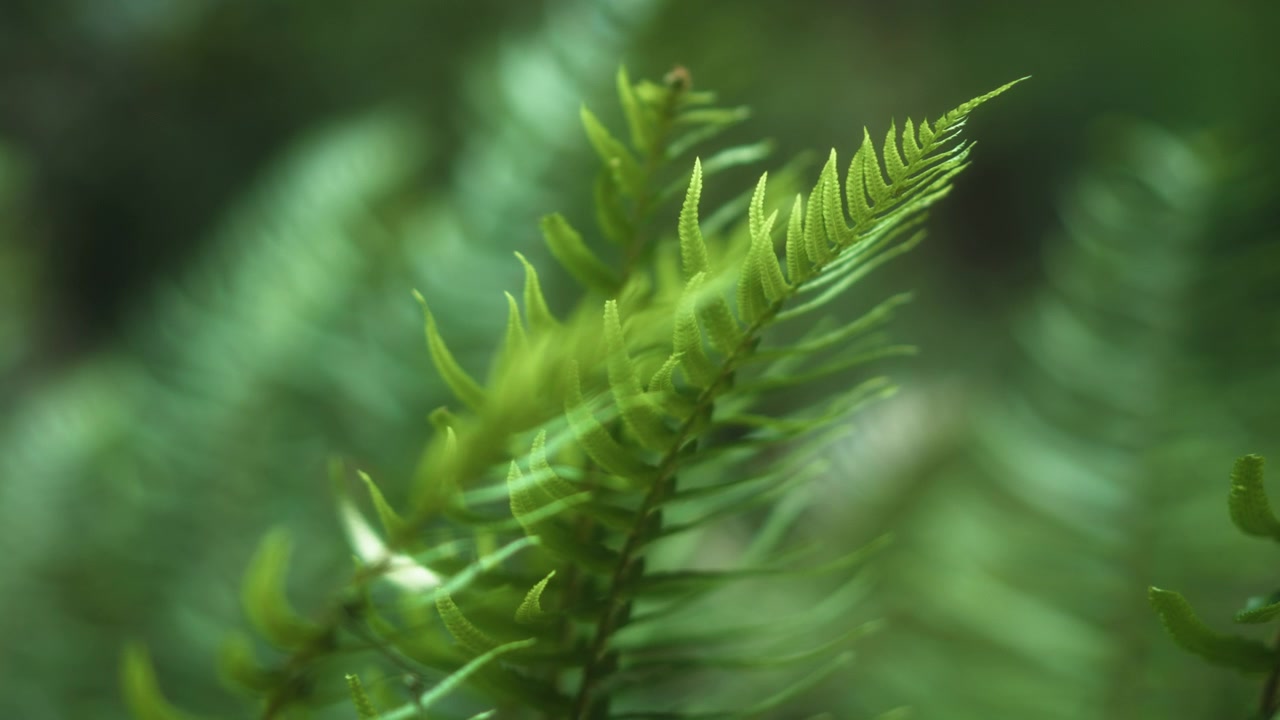 Primo piano di foglie di felce che crescono nella foresta