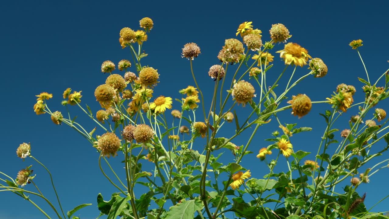 베르베시나 엔셀로이데스, 카이위 해안 경로의 야생 꽃, 칼로코 해변