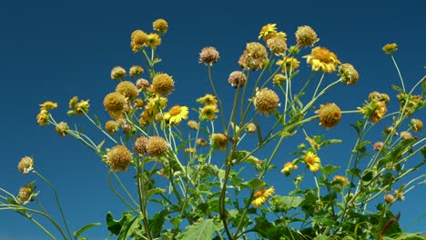 verbesina encelioides，wildflowers at kaiwi shoreline trail kaloko beach