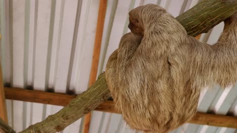 Entzückendes-Dreifingerfaultier-Auf-Einem-Ast-Im-Naturpark-Im-Tropischen-Honduras