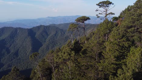 El-Nítido-Primer-Plano-Del-Bosque-De-Montaña-Contrasta-Con-Las-Brumosas-Cordilleras-Distantes