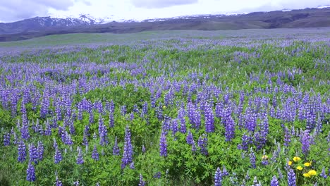 Lila-Lupinenblüten-Wachsen-In-Einer-Kargen-Vulkanlandschaft-In-Island-2