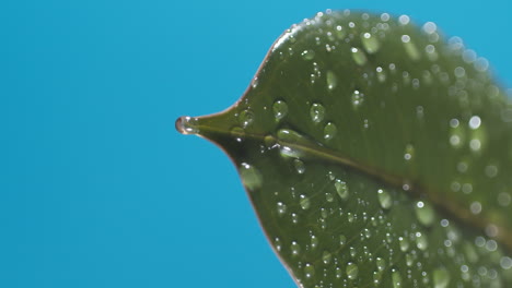 vertical of drops of water drip from the green leaves down on the blue background