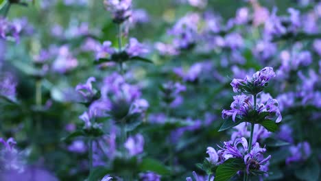 close-up of purple phlomis flowers in a garden