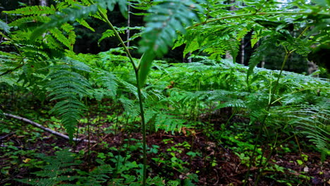 profusion of lush ferns and a chaotic abundance of diverse flora intertwine among forest trees