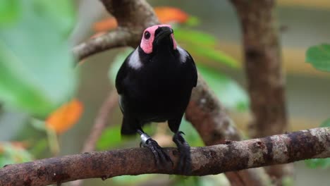 Coleto,-sarcops-calvus-perching-on-tree-branch-amidst-the-lush-tree-canopy-of-its-natural-habitat,-curiously-wondering-around-its-surroundings,-spread-the-wings-and-fly-away,-close-up-shot