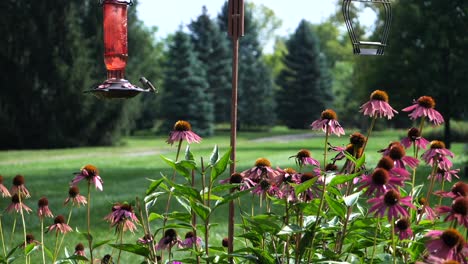 hummingbird sits on hanging feeder in garden and flies away, static