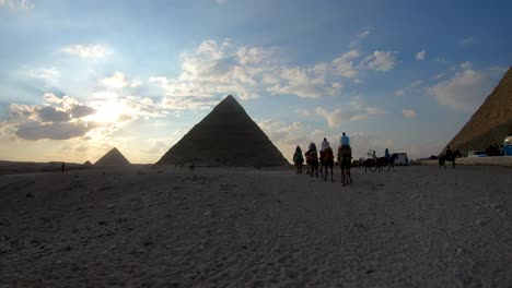 camels wandering around the pyramids of giza