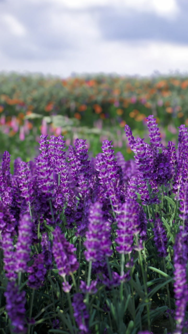 Lavender blooms sway in a sunny field on a beautiful afternoon
