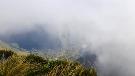 tilt up shot of waving grasses on mountaintop with clouds and fog in the sky - hiking on milford track in new zealand