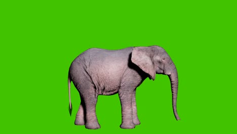 large african elephant eats foliage from trees in front of green screen. seamless loop animation for animals, nature and educational backgrounds.