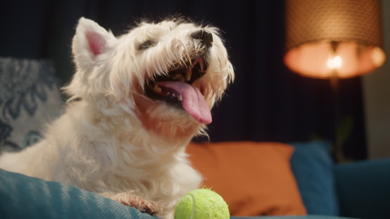 White Westie Dog Playing with a Tennis Ball on a Blue Couch