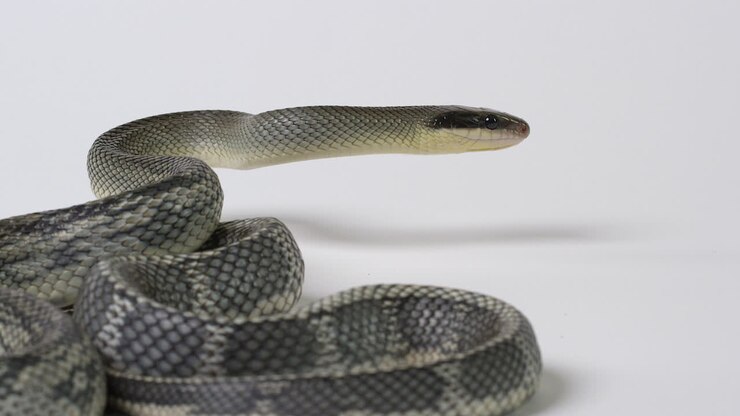 Vietnamese Blue Beauty Snake curiously looks off frame right - white background