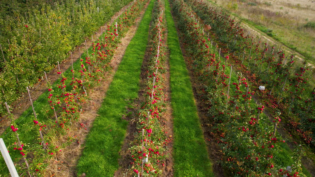 그단스크 농지에서 포도원 성장의 스트라신 행을 가로질러 돌리 공중 전망을 닫습니다.