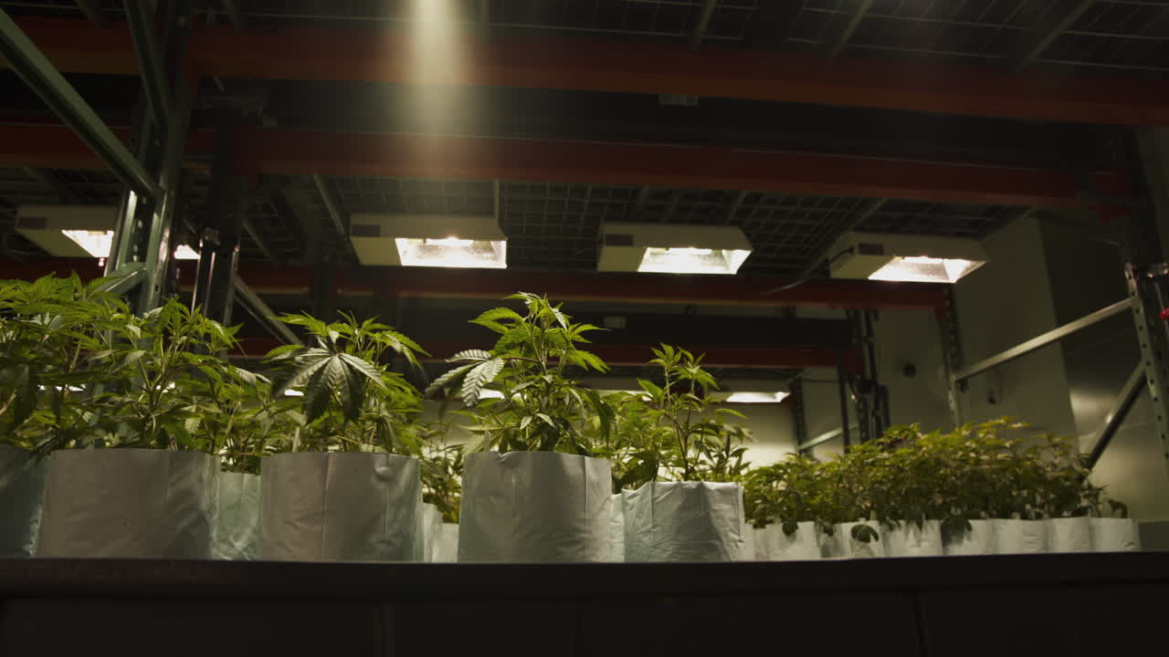 plantas de marihuana en una gran operación de cultivo interior, 2 niveles de plantas apiladas