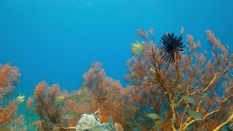 reef fish swimming around a colorful sea fan