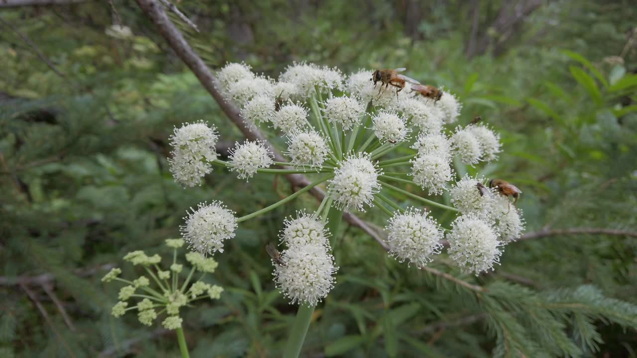 흰 꽃에 먹이를 주는 꿀벌 암소 파스닙은 틸트 로키 산맥 kananaskis alberta canada에 접근했습니다.