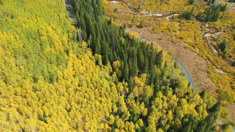 aerial view of aspen and conifer forest in countryside of colorado, usa