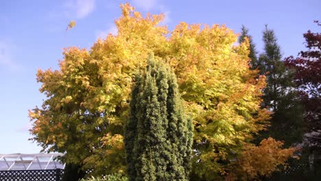 colorful autumn trees against bright blue sky