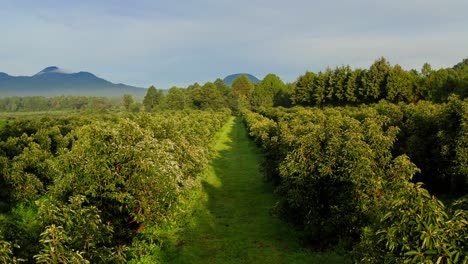 drone : dolly over avocado trees in michoacan mexico