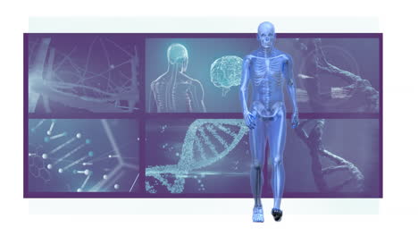 animation of 3d human model walking man with scan screens in background